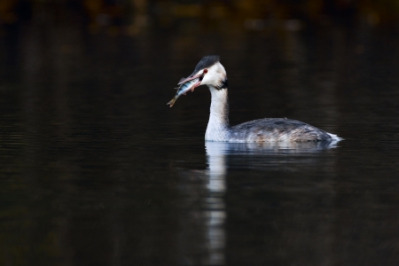 great crested grebe 