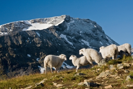 sheep in norwayの写真素材