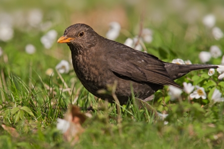 blackbird  Turdus merula  の写真素材