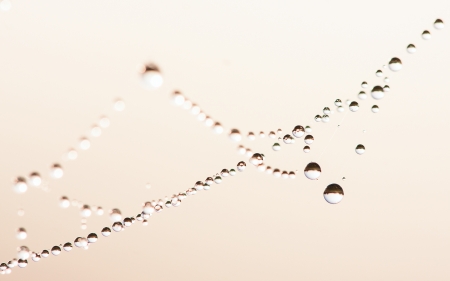cobweb with dewdrops