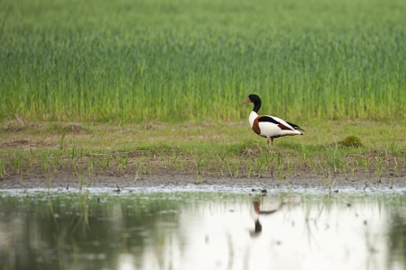 shelduckの写真素材