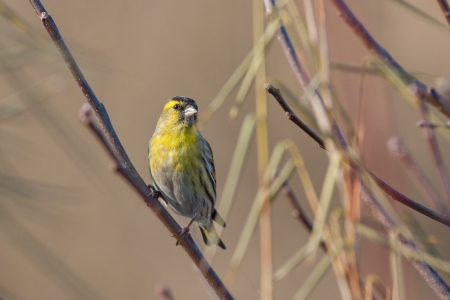 eurasian siskin