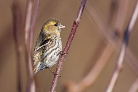 eurasian siskin