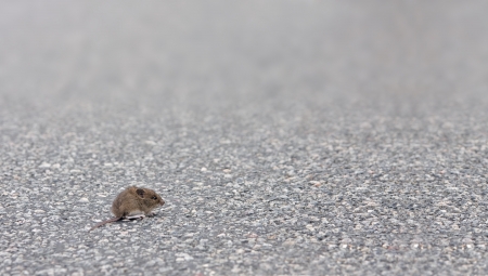 mouse is sitting on the street の写真素材