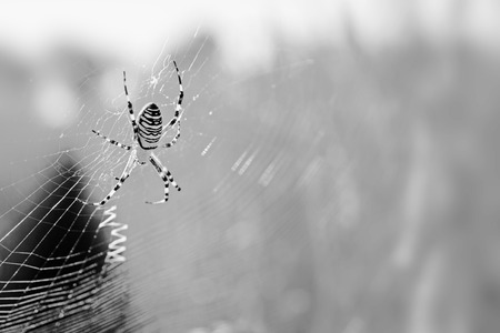 wasp spiderの写真素材