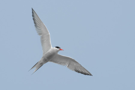 common tern