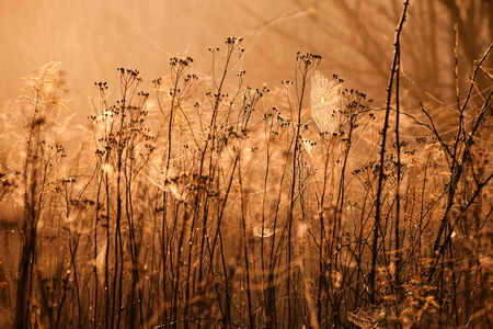 cobweb in the sunの写真素材