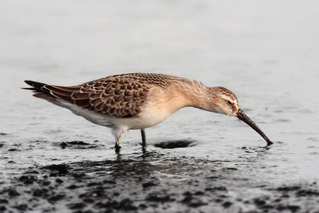 curlew sandpiperの写真素材
