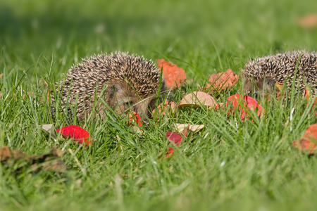 hedgehogの写真素材