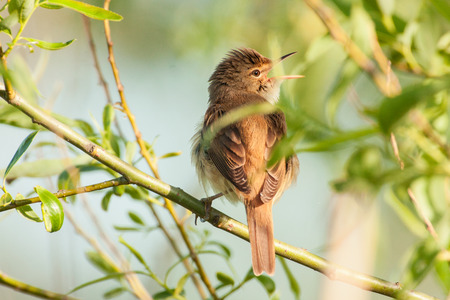 reed warblerの写真素材
