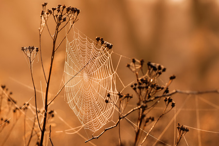 cobweb in the sun