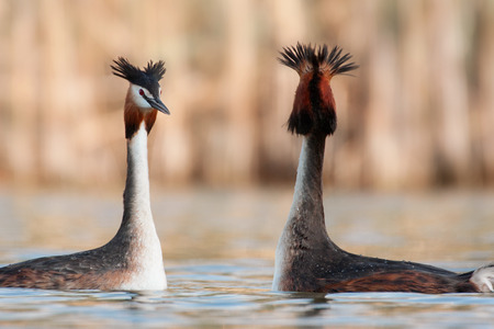 great crested grebeの写真素材