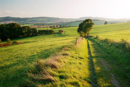 green grass field during the sunsetの写真素材