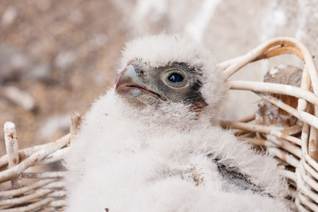 young peregrineの写真素材