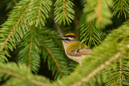 firecrestの写真素材