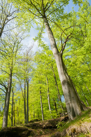 spring in the saxony switzerlandの写真素材