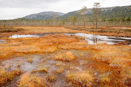 a huge bog in finland