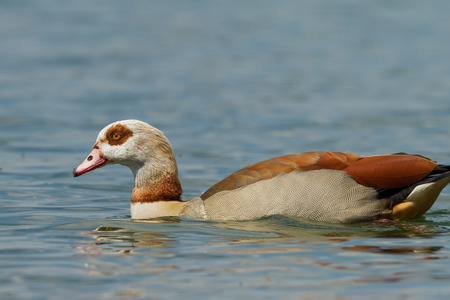 egyptian gooseの写真素材