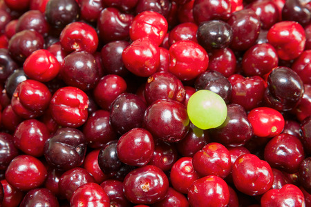 sweet red cherries with a grapeの写真素材