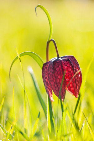 checkered daffodilの写真素材