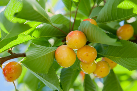 cherry tree orchardの写真素材