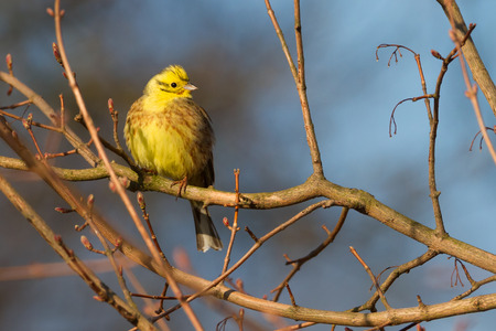 yellowhammerの写真素材