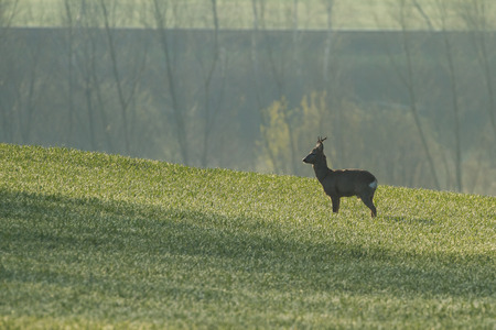 roe deer in on a meadowの写真素材