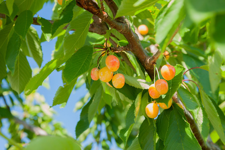 cherry tree orchard