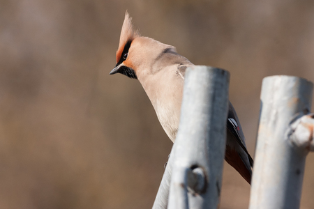 bohemian waxwingの写真素材