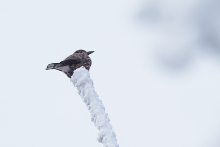 eurasian nutcracker sitting on a snowy branchの写真素材