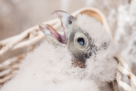 young peregrine