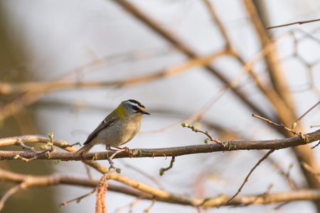 firecrestの写真素材