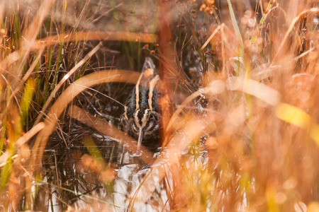 jack snipe sitting on the groundの写真素材