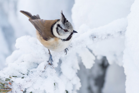 crested tit (Parus christatus) win winter on a branchの写真素材