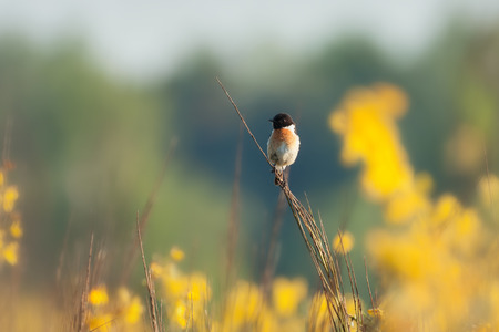 stonechatの写真素材
