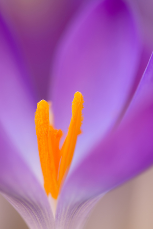 crocosの写真素材