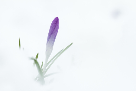 crocus covered with snowの写真素材