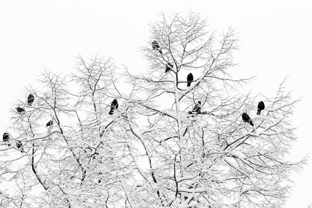 rooks (Corvus frugilegus) sitting on a snowy branchの写真素材