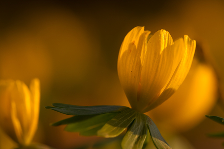 winter aconites on a meadow in the evening lightの写真素材
