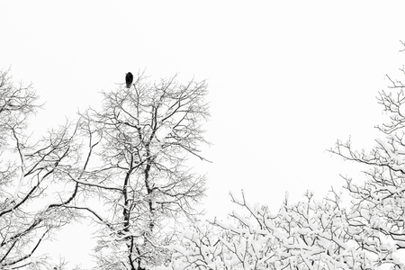 rooks (Corvus frugilegus) sitting on a snowy branchの写真素材