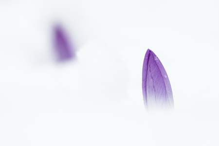 crocus covered with snowの写真素材