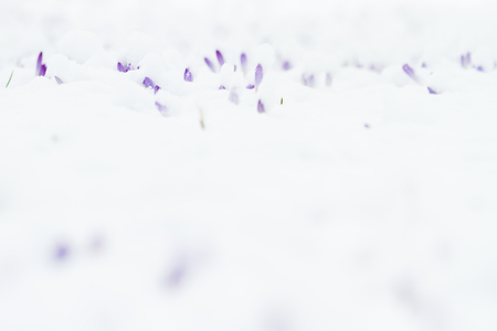 crocus covered with snowの写真素材