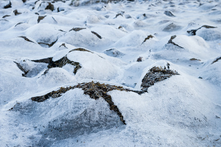 brown algae covered with ice in norwayの写真素材