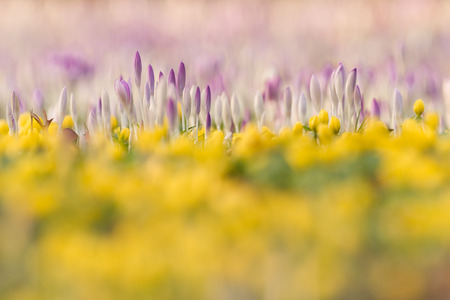 crocuses and winter aconites on a meadowの写真素材