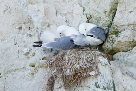 kittiwake nesting on a cliffの写真素材