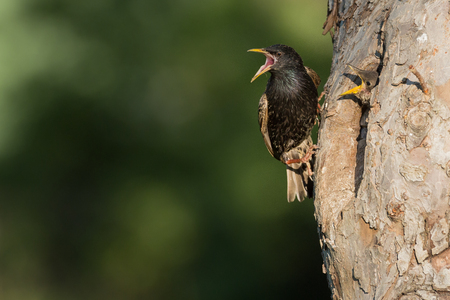 Common starling (Sturnus vulgaris) next to nest hole in an old fruit tree with chick looking out of the nestの写真素材