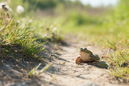 green frog sitting on the groundの写真素材