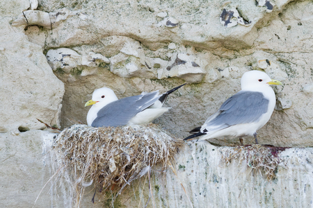 kittiwake nesting on a cliffの写真素材