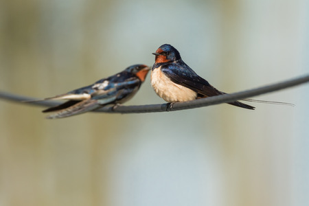 barn swallow sitting on an electric cableの写真素材