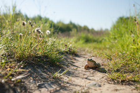 green frog sitting on the groundの写真素材